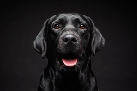 تفسير حلم الكلب الاسود في المنام